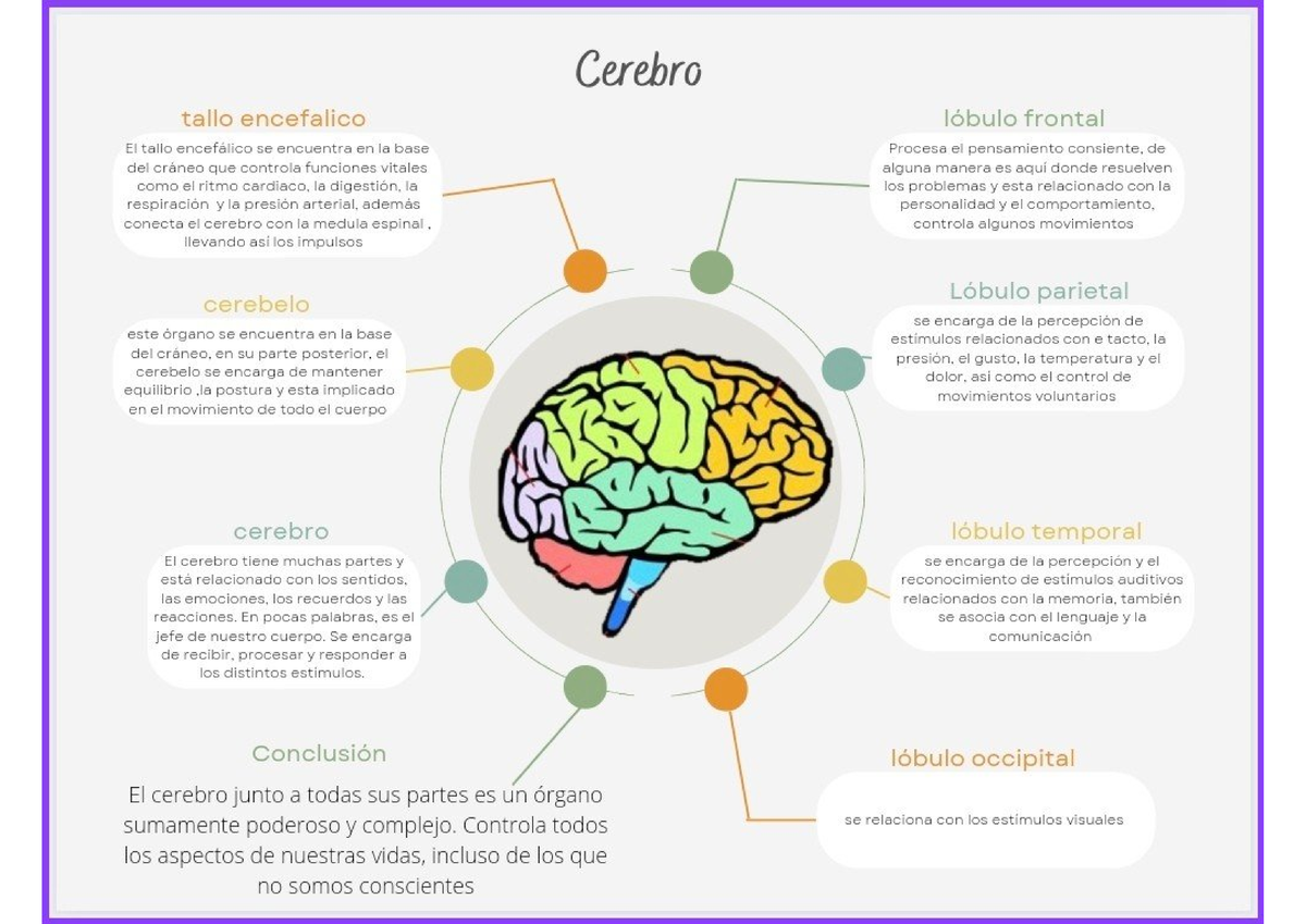 Cerebro Infografía - Anatomia Humana I - Studocu