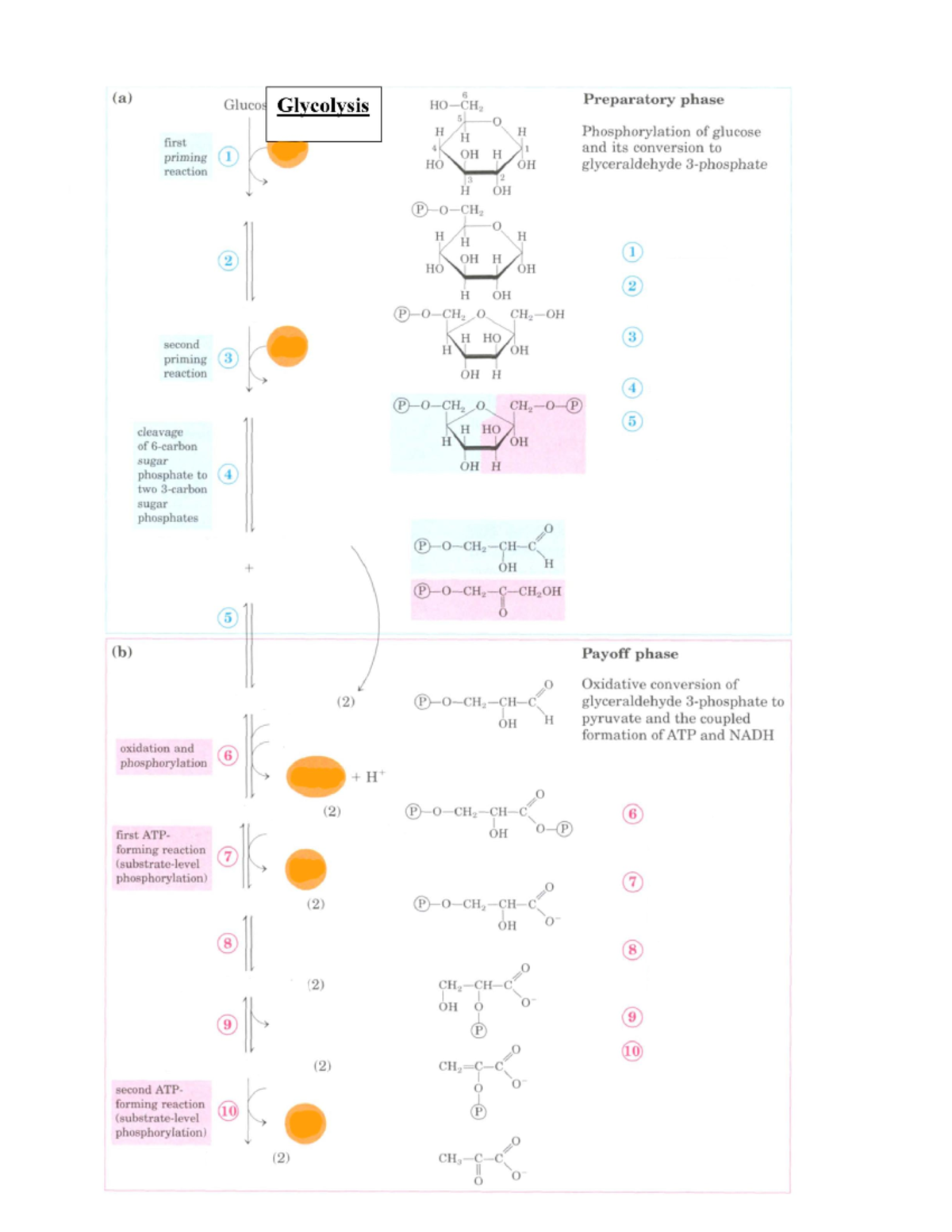 blank-glycolysis-and-citric-acid-cycle-worksheet-chem-425-cuw-studocu