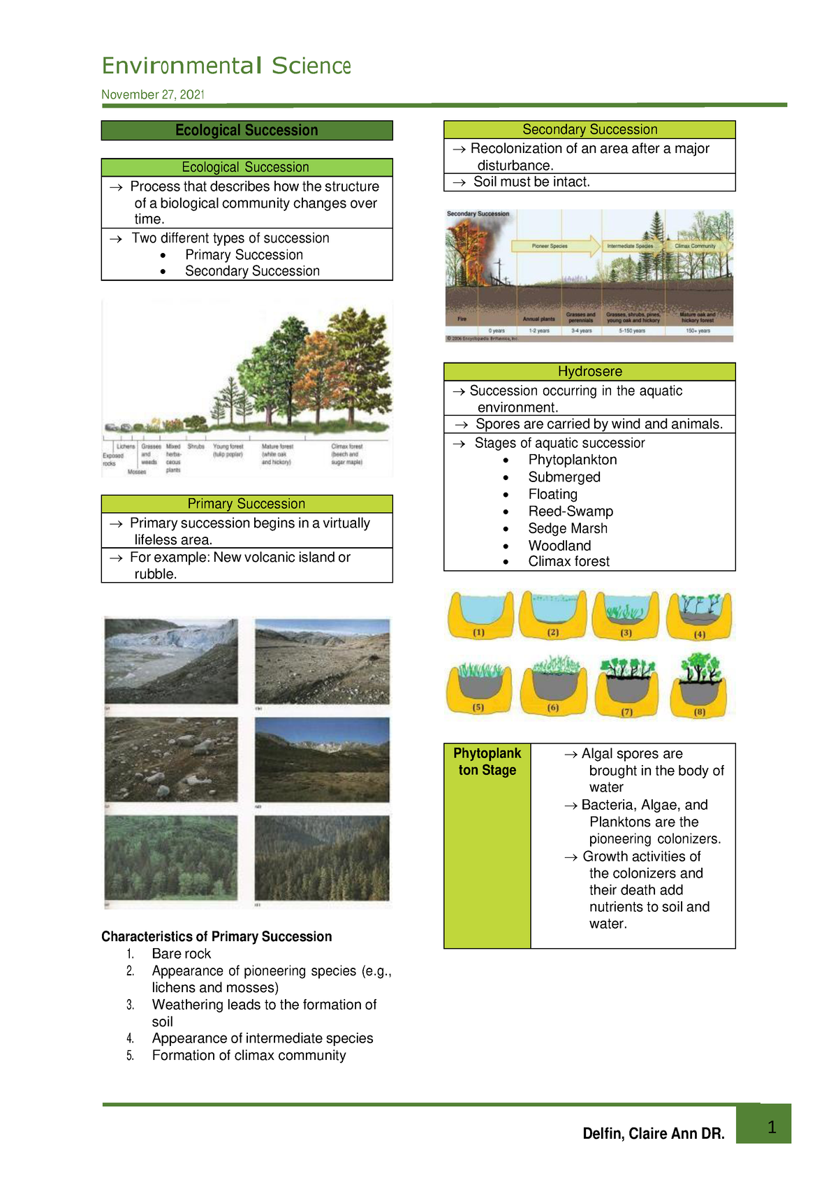 primary succession essay