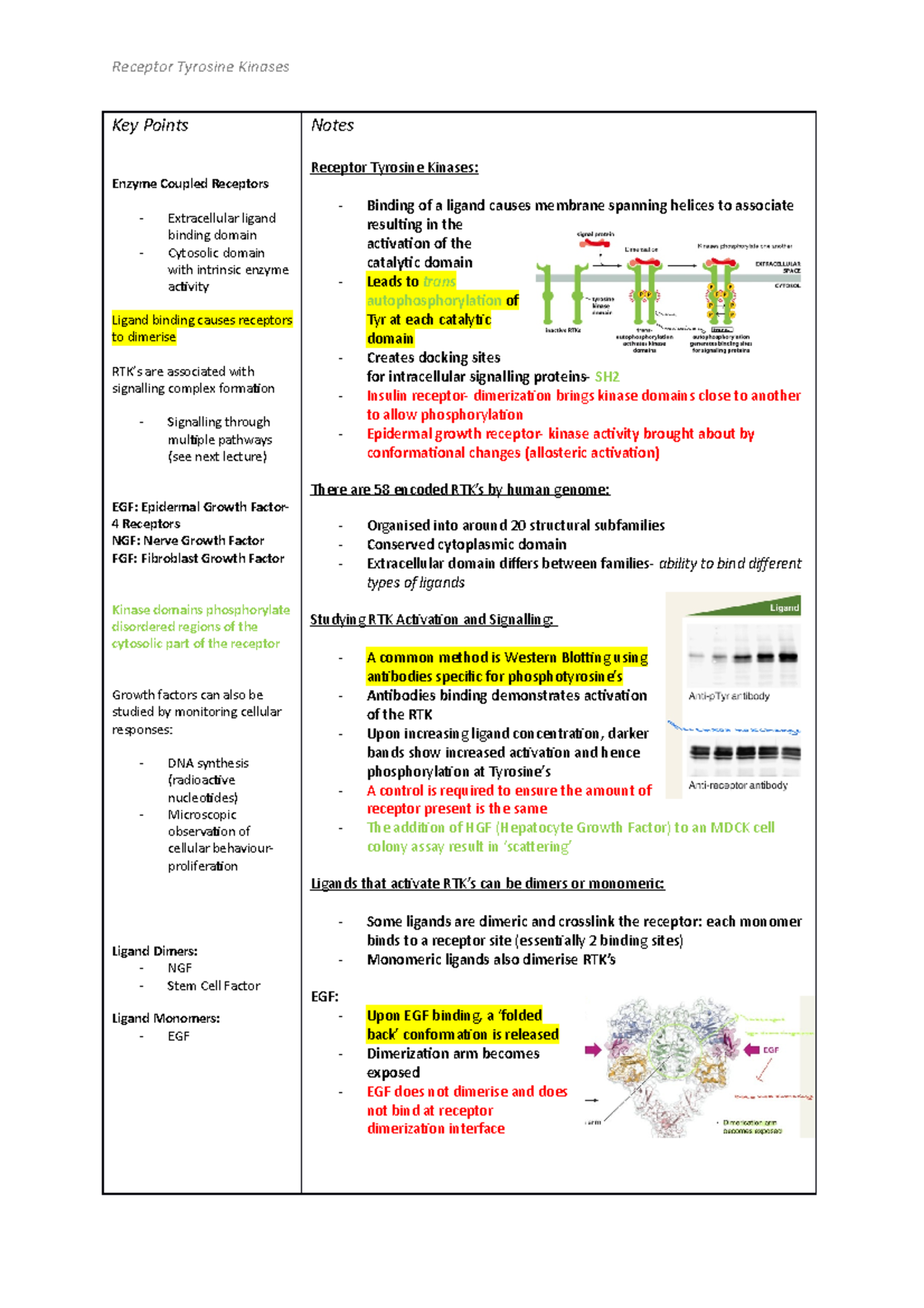 Receptor Tyrosine Kinases 1 - Key Points Enzyme Coupled Receptors ...