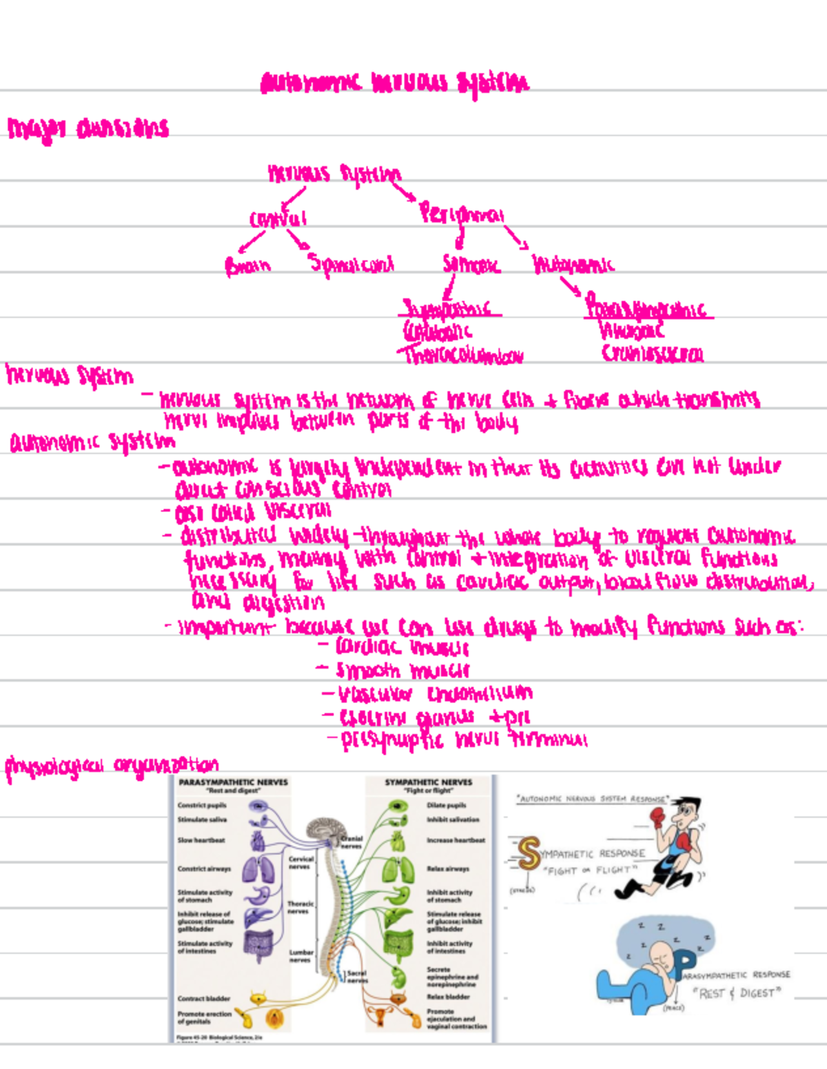 1. Intro- Autonomic Nervous System I - autonomic hervous system major ...
