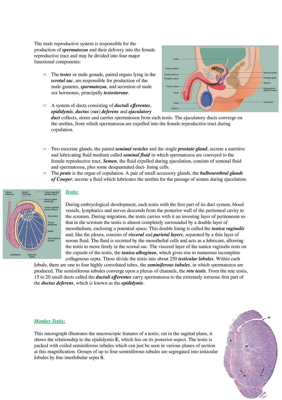 Histology of Male Reproductive System - The male reproductive system is ...