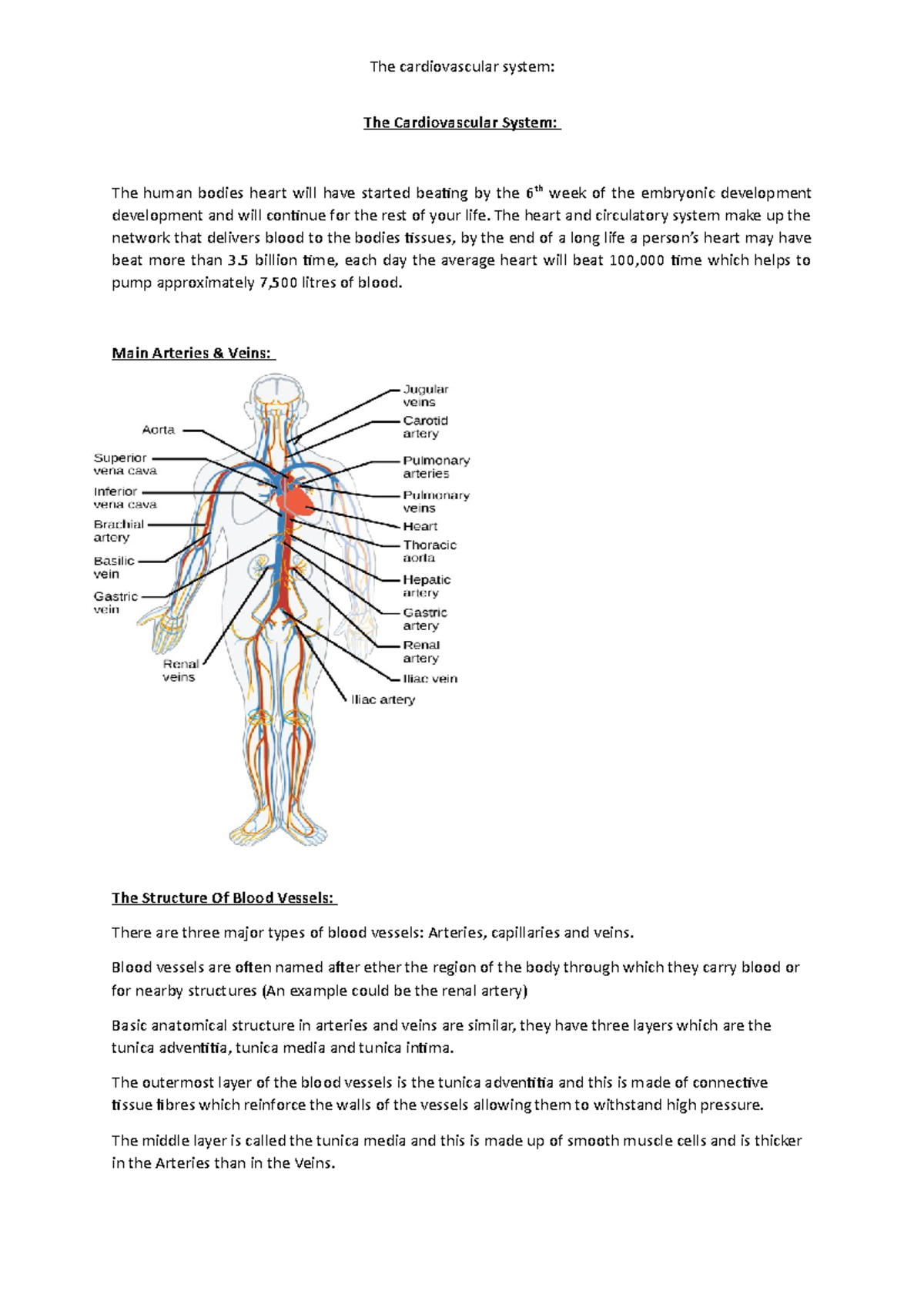 Caardiovascular System - The Cardiovascular System: The human bodies ...