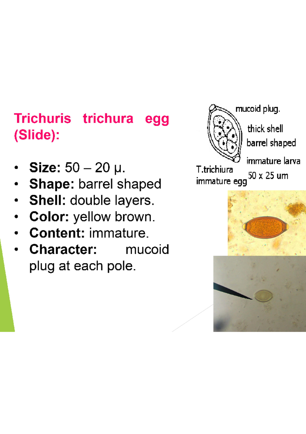 Trichurus Trichura Egg And Other Eggs - Parasitology - Studocu