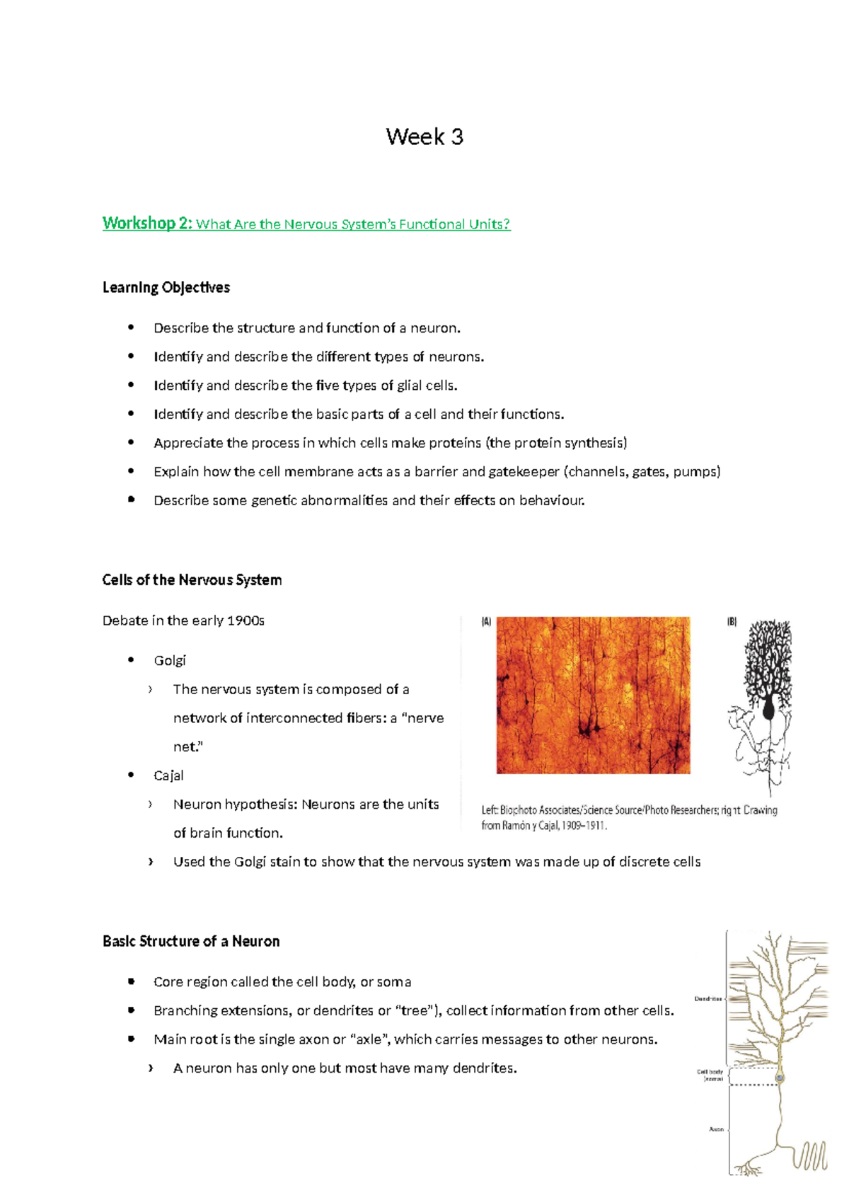 Week 3 - exam revision - Week 3 Workshop 2: What Are the Nervous System ...