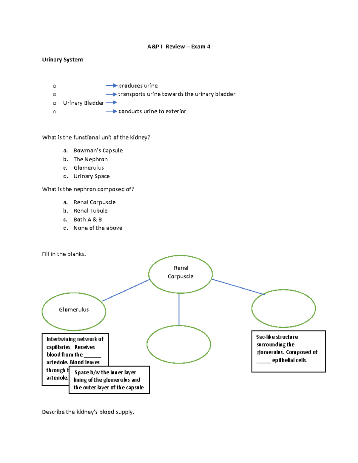 Anatomy Review - Exam 4 copy - A&P I Review ñ Exam 4 Urinary System o ...