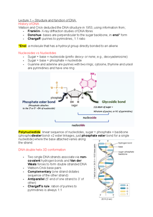 DNA structure and function - Lecture 1 – Structure and function of DNA ...