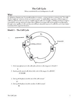 POGIL - The Cell Cycle Worksheet