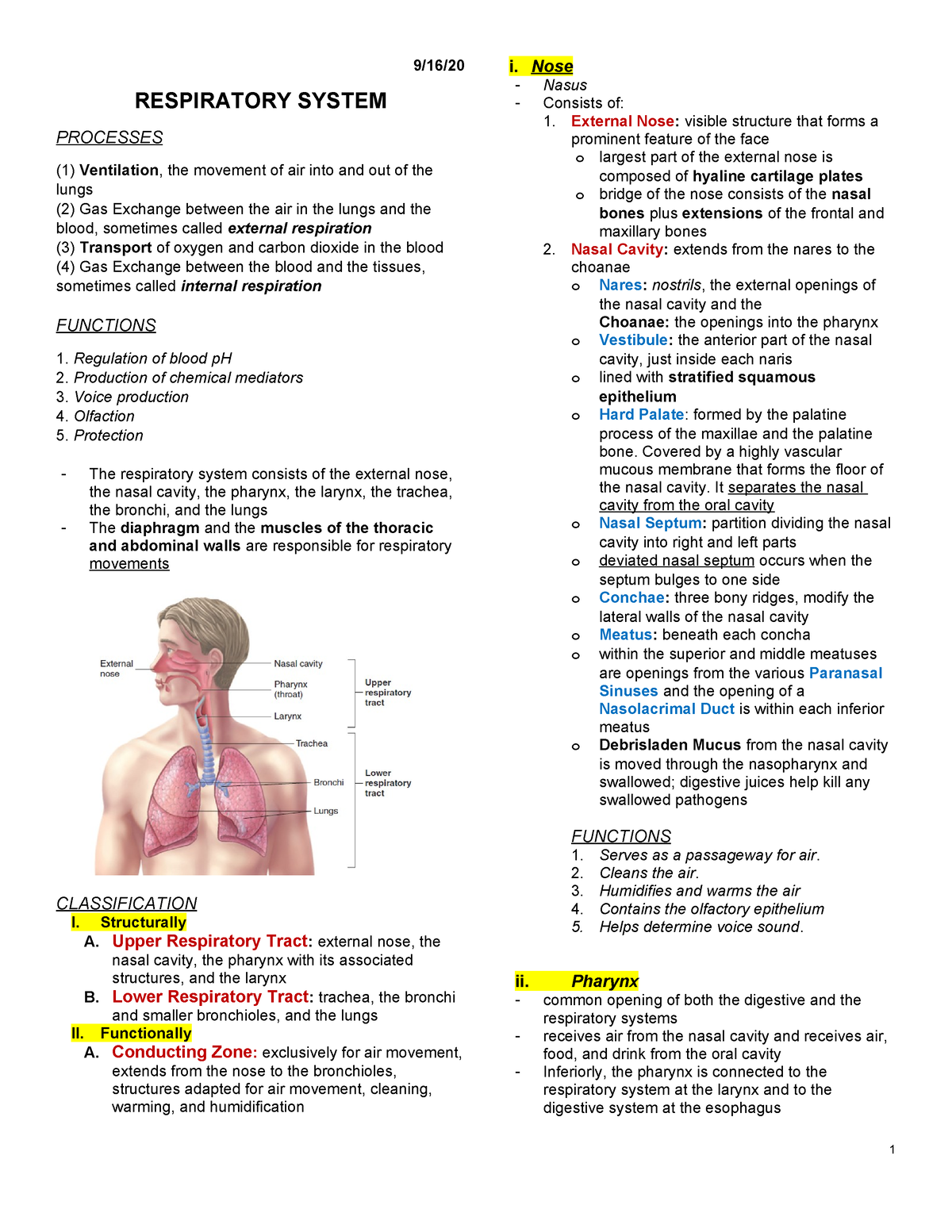 Anatomy and Physiology Respiratory - 9/16/ RESPIRATORY SYSTEM PROCESSES ...