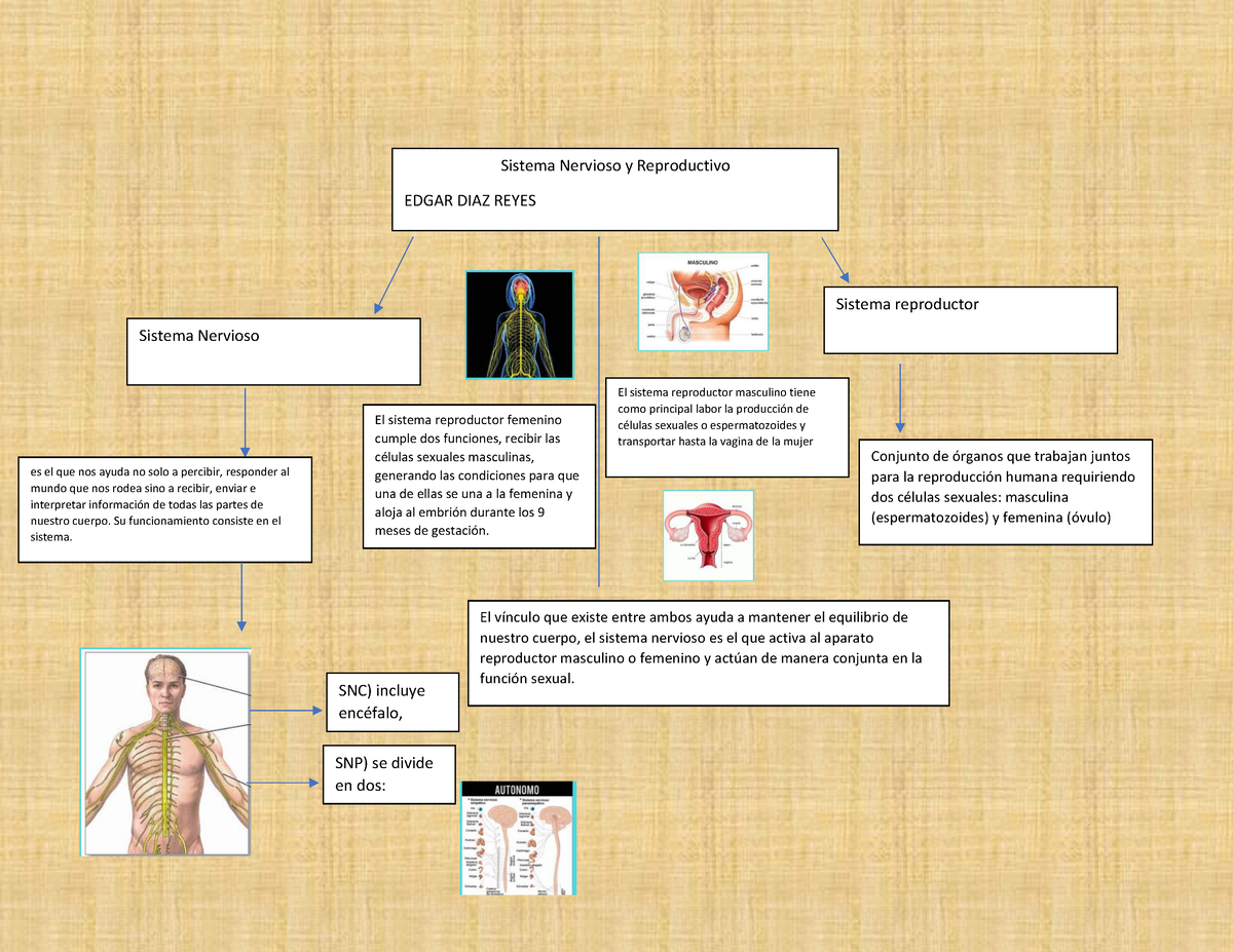 Mapa Mental Mapa Memtal Sistema Nervioso Y Reproductivo Edgar Diaz Sexiz Pix 3209