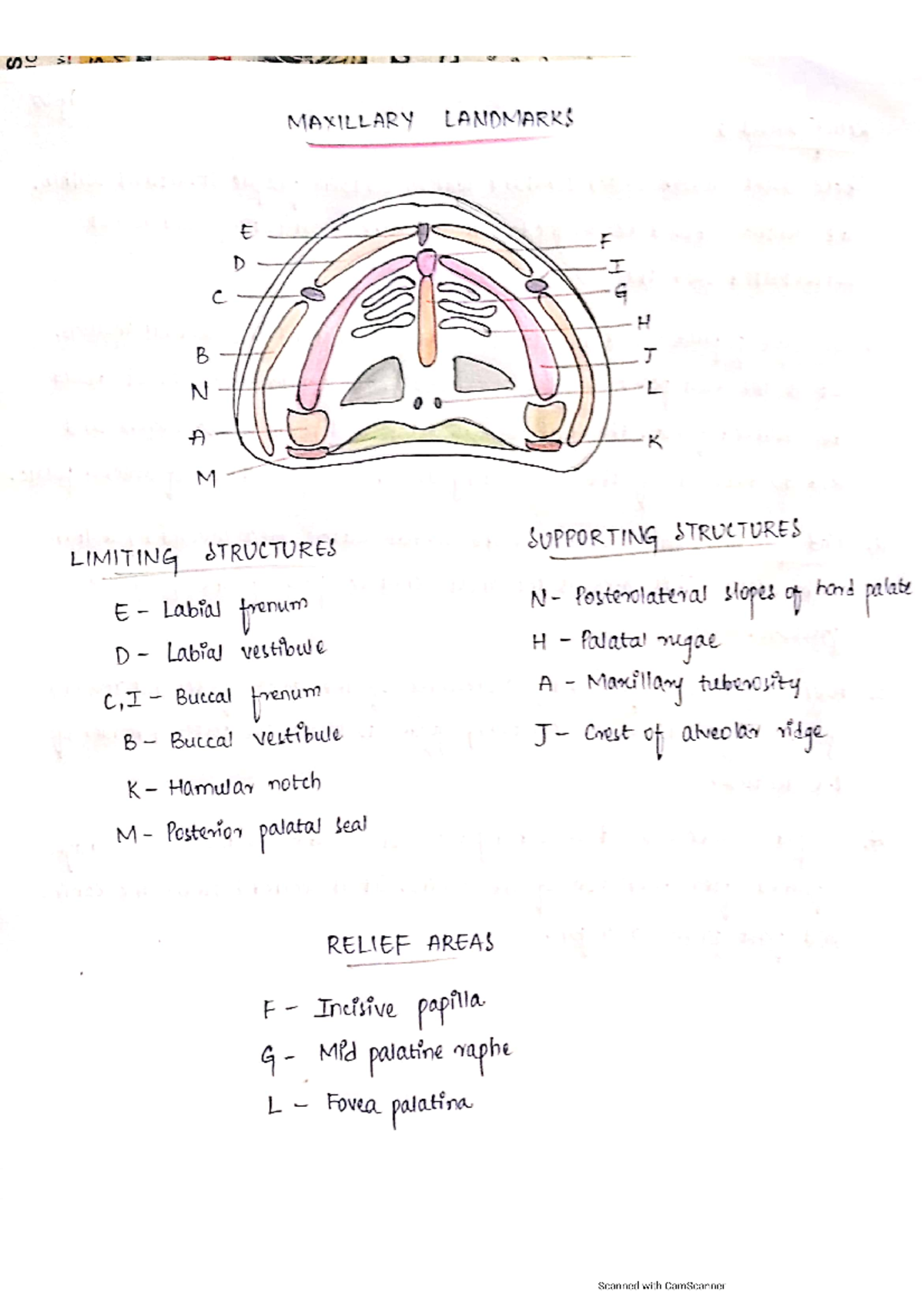 Anatomical Landmarks Of Maxilla - BDS - KUHS - Studocu