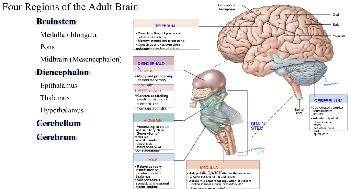 the-four-regions-of-the-brain-bio-245-studocu