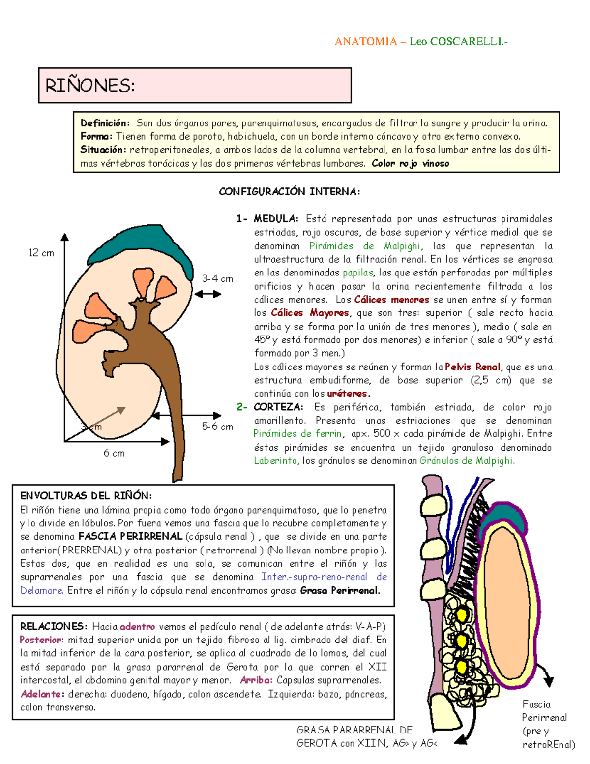 Riñones - weetetetewtttewtwfggggggggggggghghdss - ANATOMIA – Leo ...
