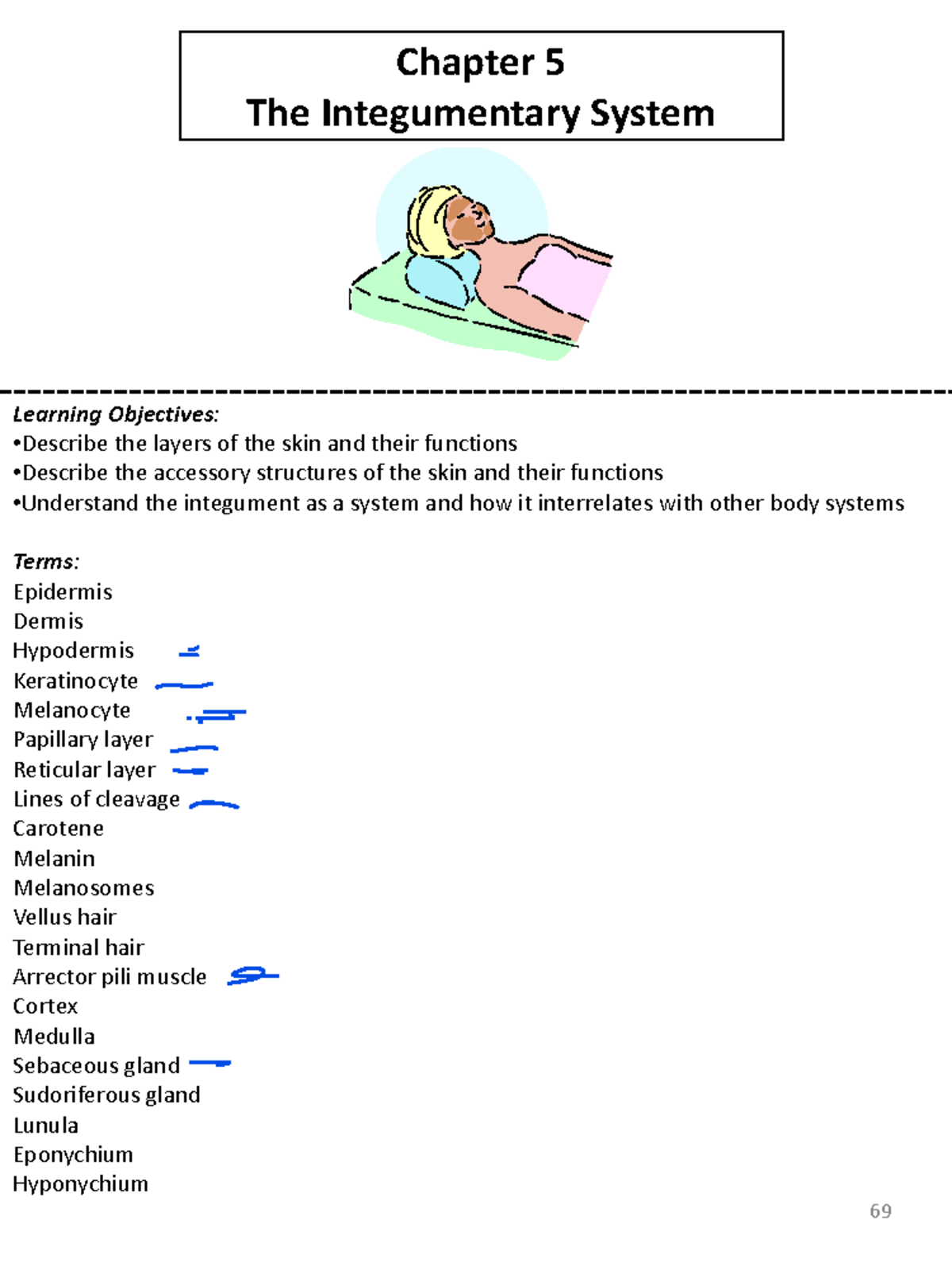 Chapter 5 - Chapter 5 The Integumentary System Learning Objectives ...