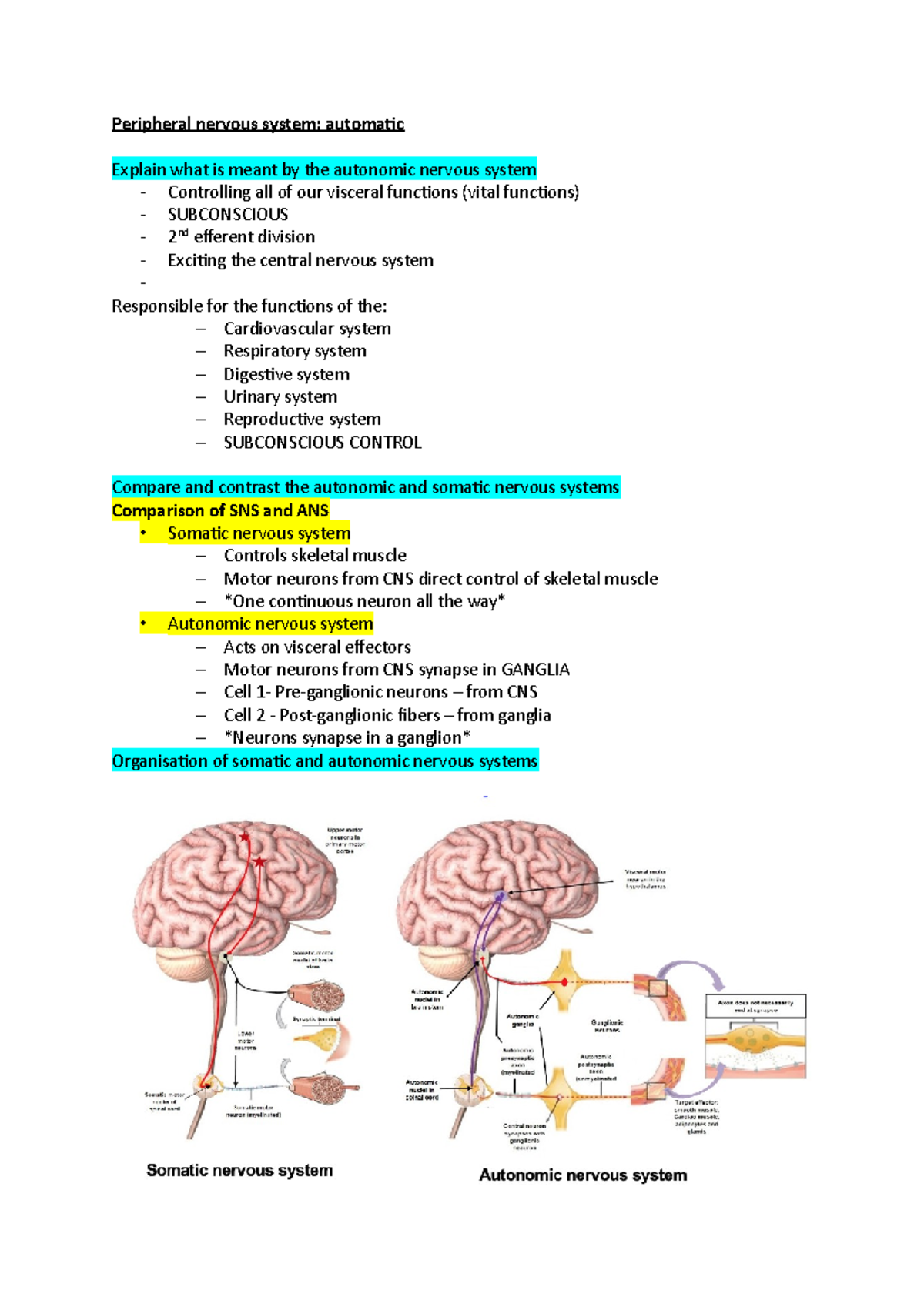 Peripheral nervous system, automatic - Peripheral nervous system ...