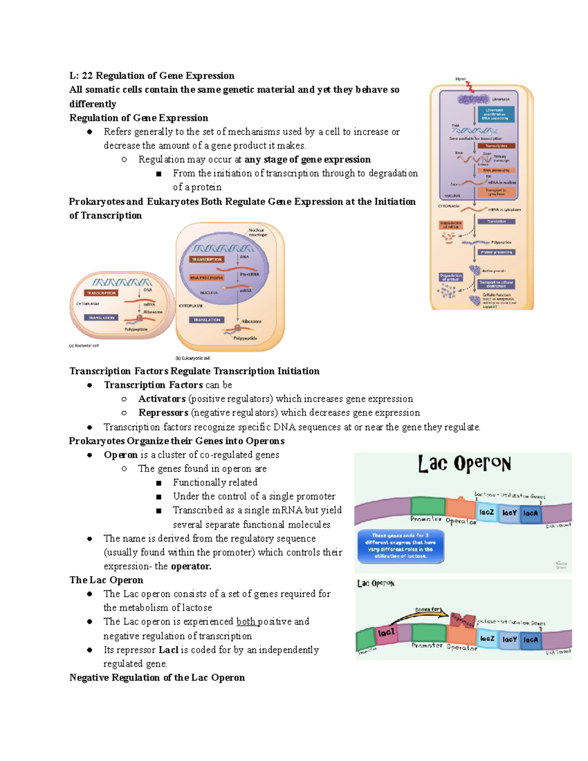 L 22 Regulation of Gene Expression - Regulation may occur at any stage ...