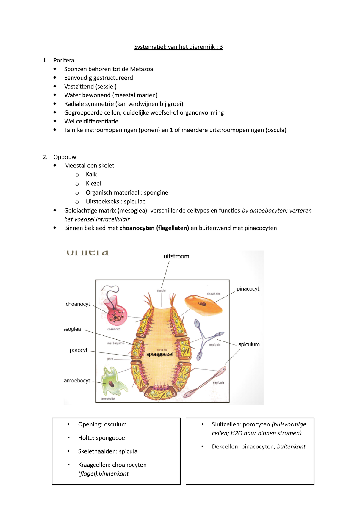 Systematiek Van Het Dierenrijk Hoofdstuk 3 : Porifera - Systematiek Van ...