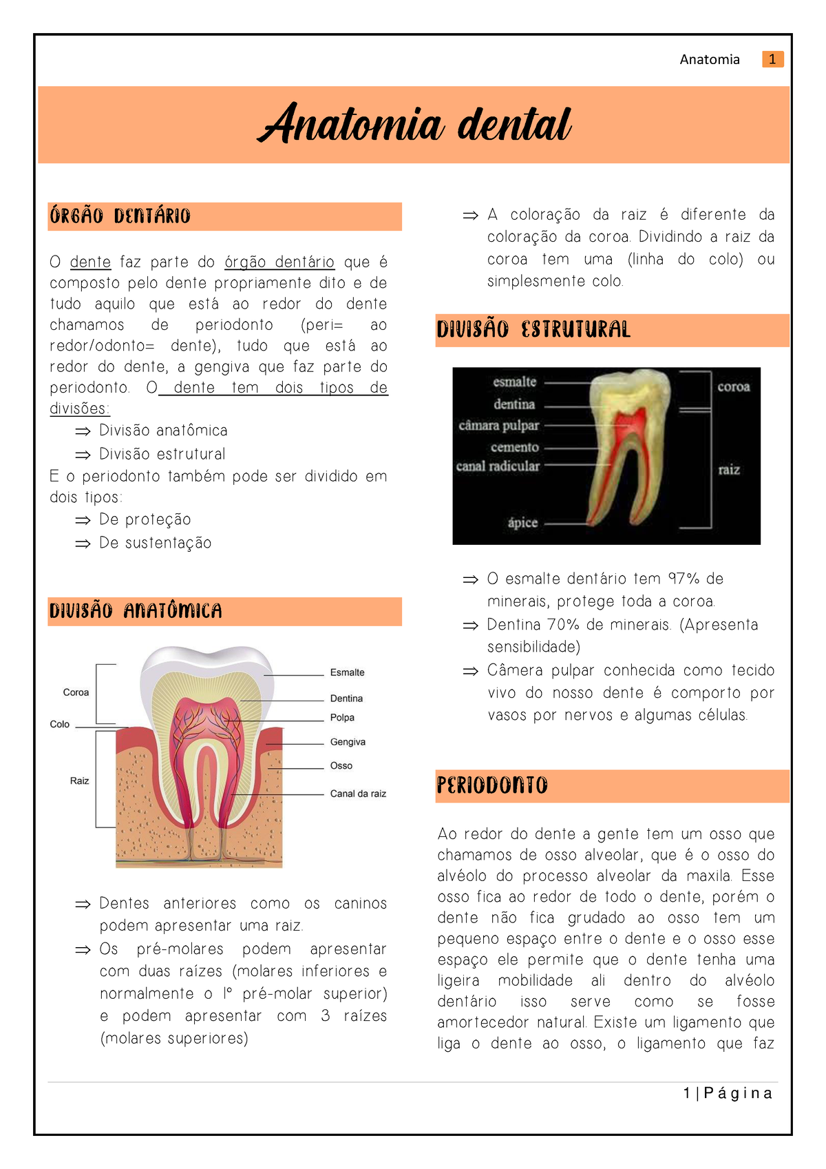 Anatomia dental - Anatomia 1 1 | P á g i n a O dente faz par te do Ûrg„ o  dent·r io que È composto - Studocu