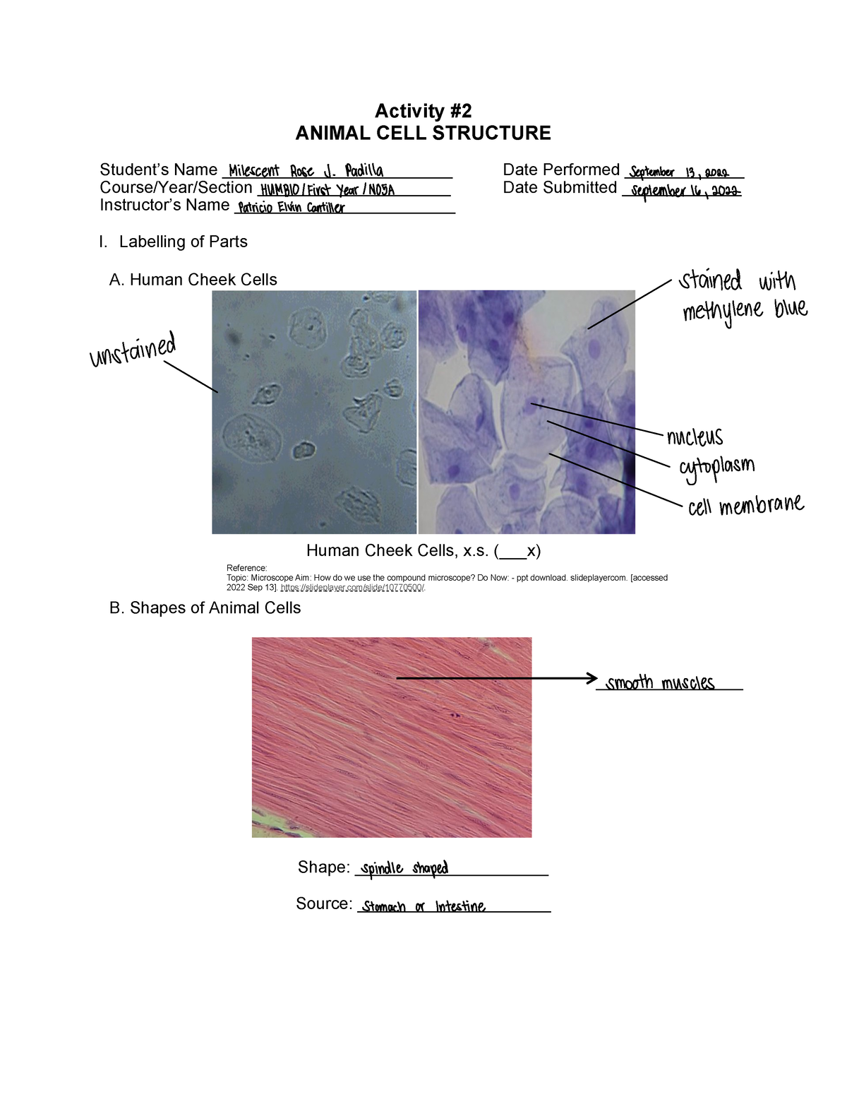 Lbygezo N05A Padilla, Milescent ROSE ACT 2 - Activity ANIMAL CELL STRUCTURE  Student9s Name - Studocu