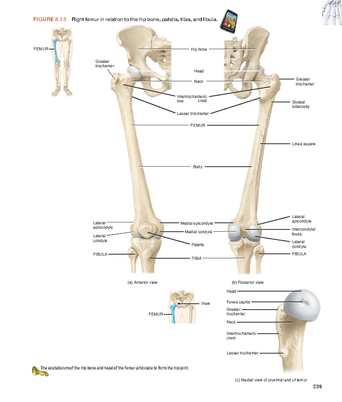 Anatomyandphy 97 Na 239 Greater Trochanter Linea Aspera Gluteal