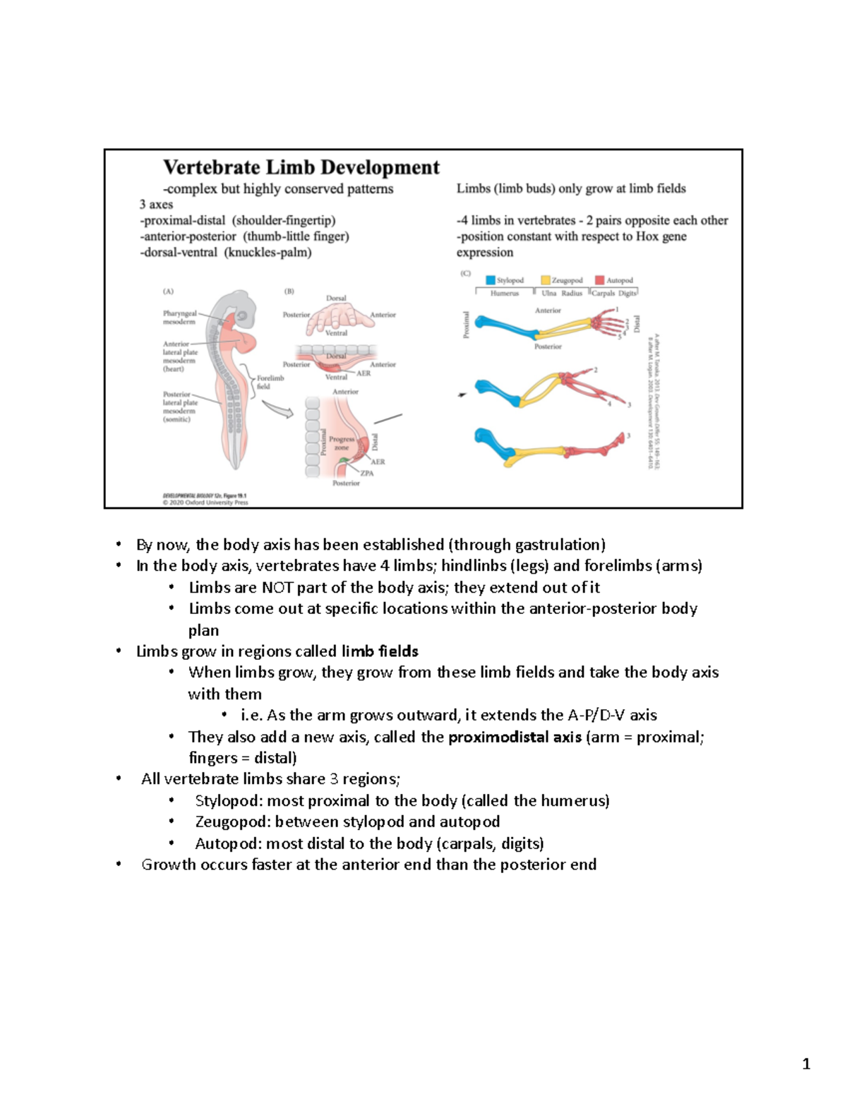 Dev Bio Section 12 - Lecture notes 12 - Warning: TT: undefined function ...