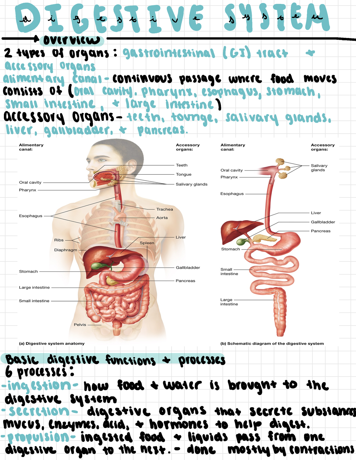 Digestive system - from a and p book - Carerfente SoIE SeeItene ...