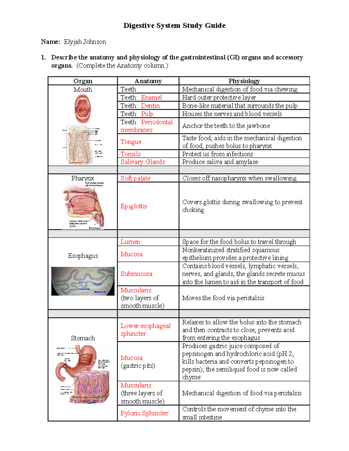 Digestive System Study Guide Unit 3 Bio 151 - Digestive System Study ...