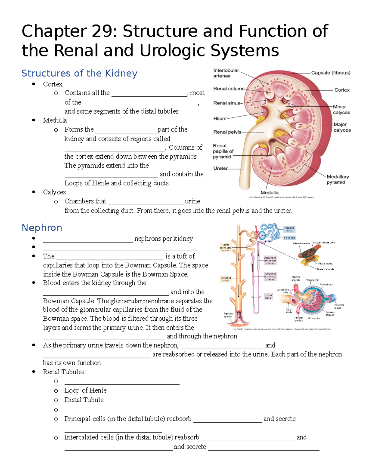 Chapter 29 Notes - Structure and Function of the Renal and Urologic ...