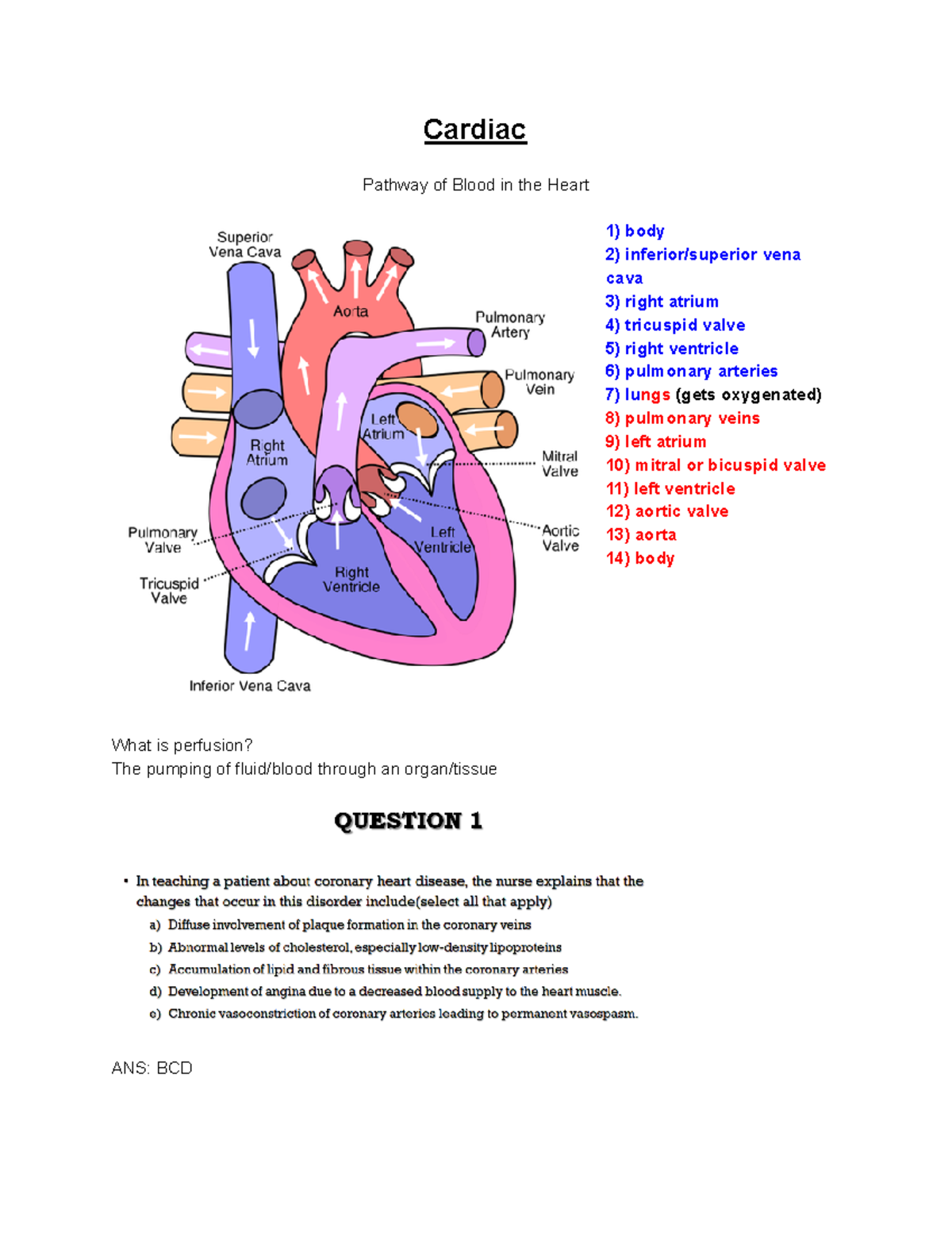 Cardiac lecture 6 25 2019 - Cardiac Pathway of Blood in the Heart body ...