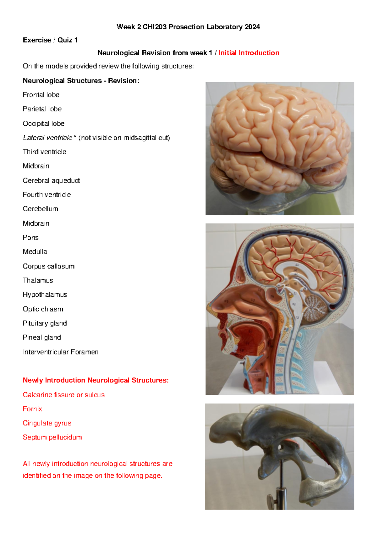 W2 - Prosection Laboratory Notes - Week 2 CHI 203 Prosection Laboratory ...