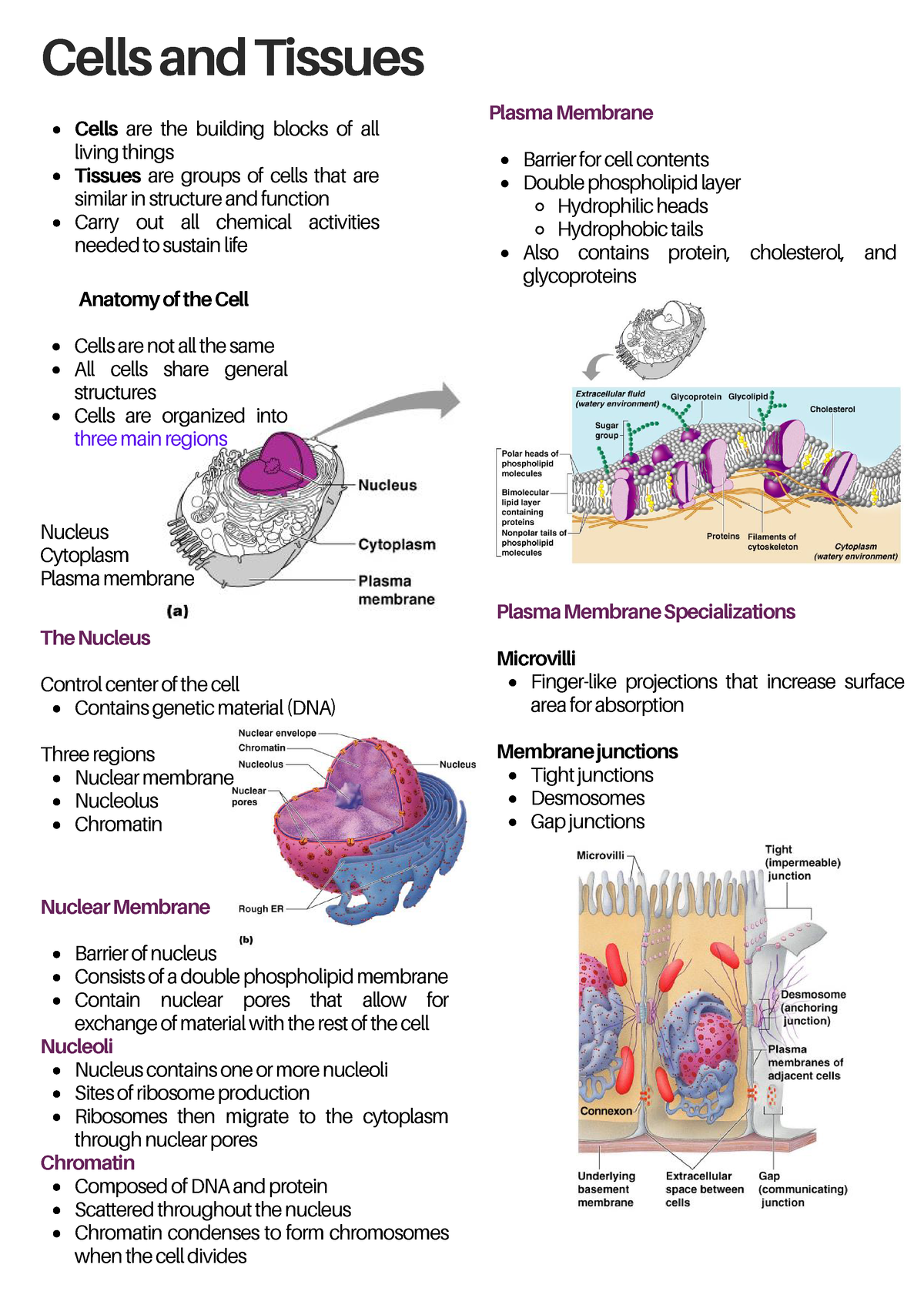 Cells and Tissues - Cells and Tissues Cells are the building blocks of ...