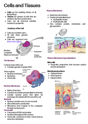 Introduction To Anatomy And Physiology - Notes. S O L E T T E E S P I R 