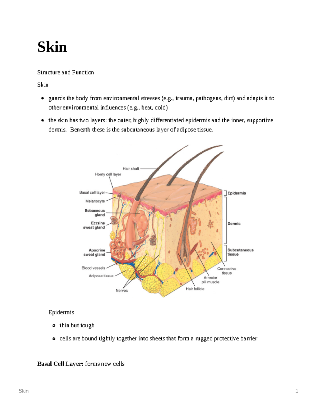 Skin - Structure of Skin - Skin 1 Skin Structure and Function Skin ...
