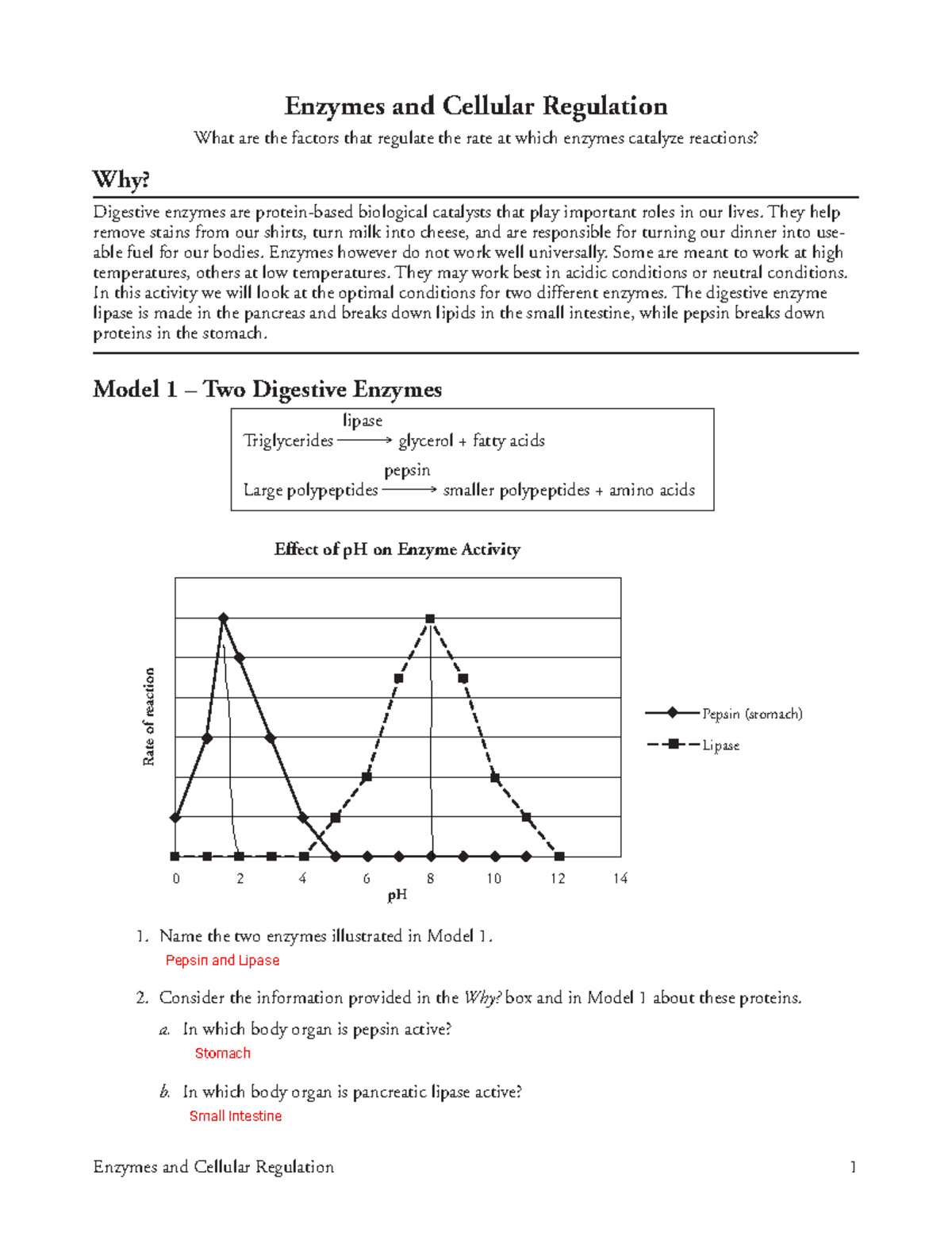 Enzymes and Cellular Regulation Pogil Enzymes and Cellular Regulation