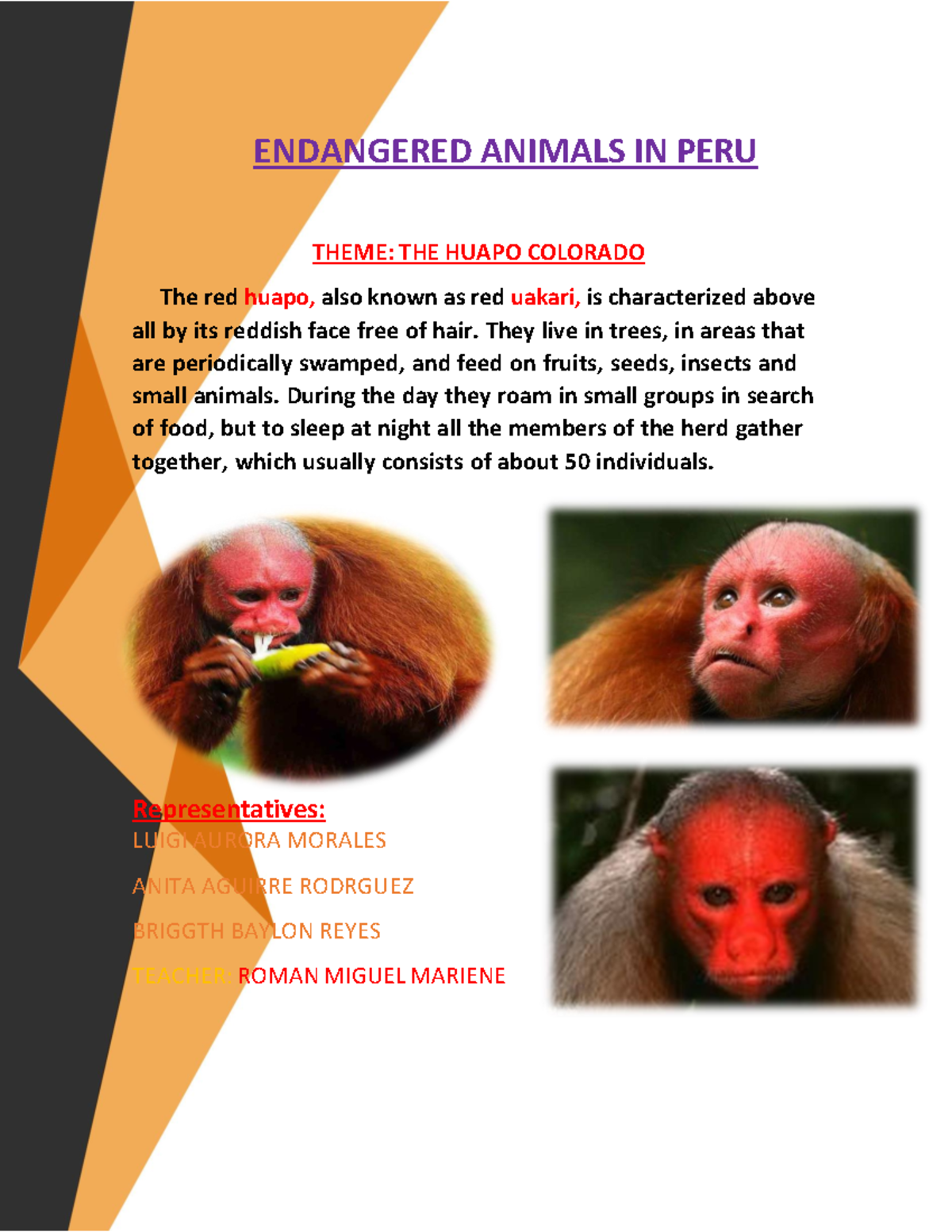 Trabajo Final Ingles - hol - ENDANGERED ANIMALS IN PERU THEME: THE ...
