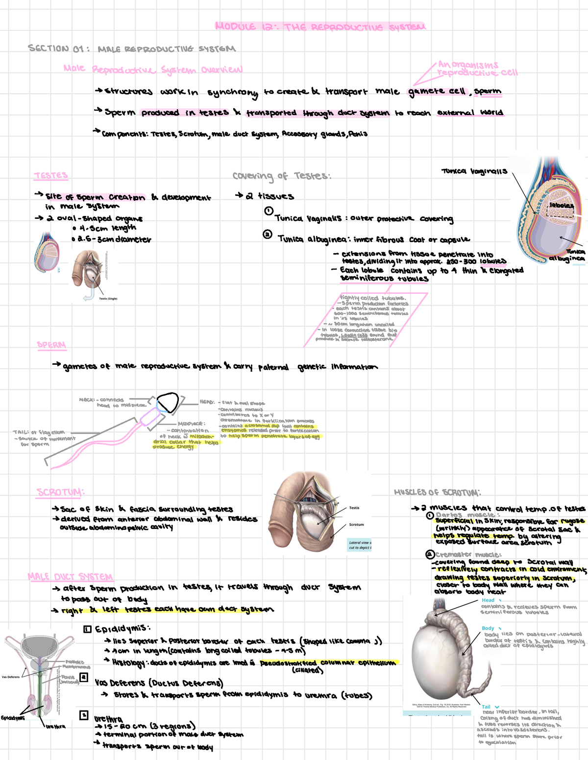 Module 12 (Partial) The Reproductive System - MODULE 12 : THE ...