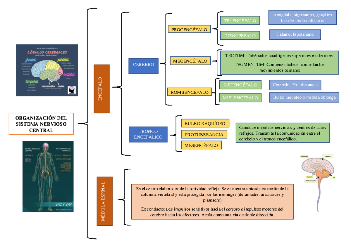 Esquema - TRABAJO - ORGANIZACIÓN DEL SISTEMA NERVIOSO CENTRAL ENCÉFALO ...