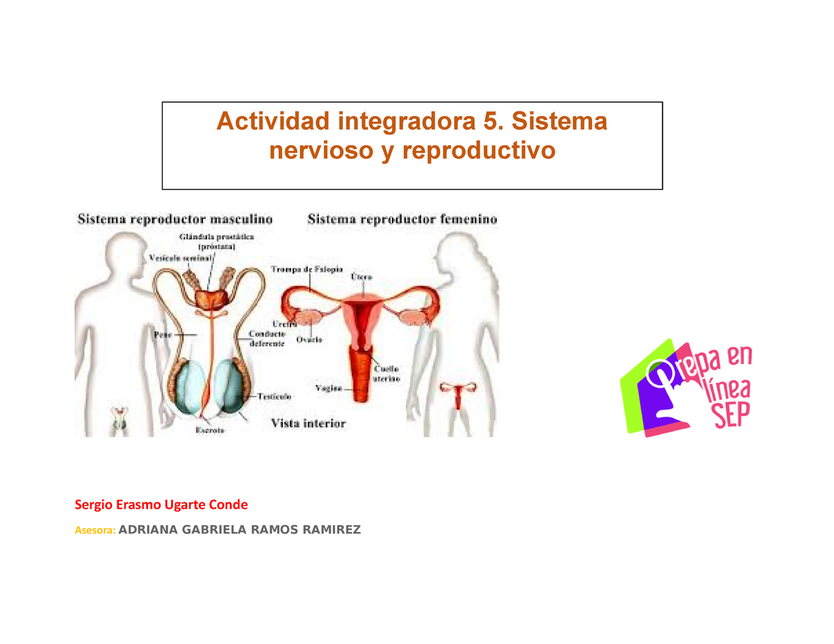 Actividad Integradora Sistema Nervioso Y Reproductivo Sergio Erasmo Ugarte Conde Asesora