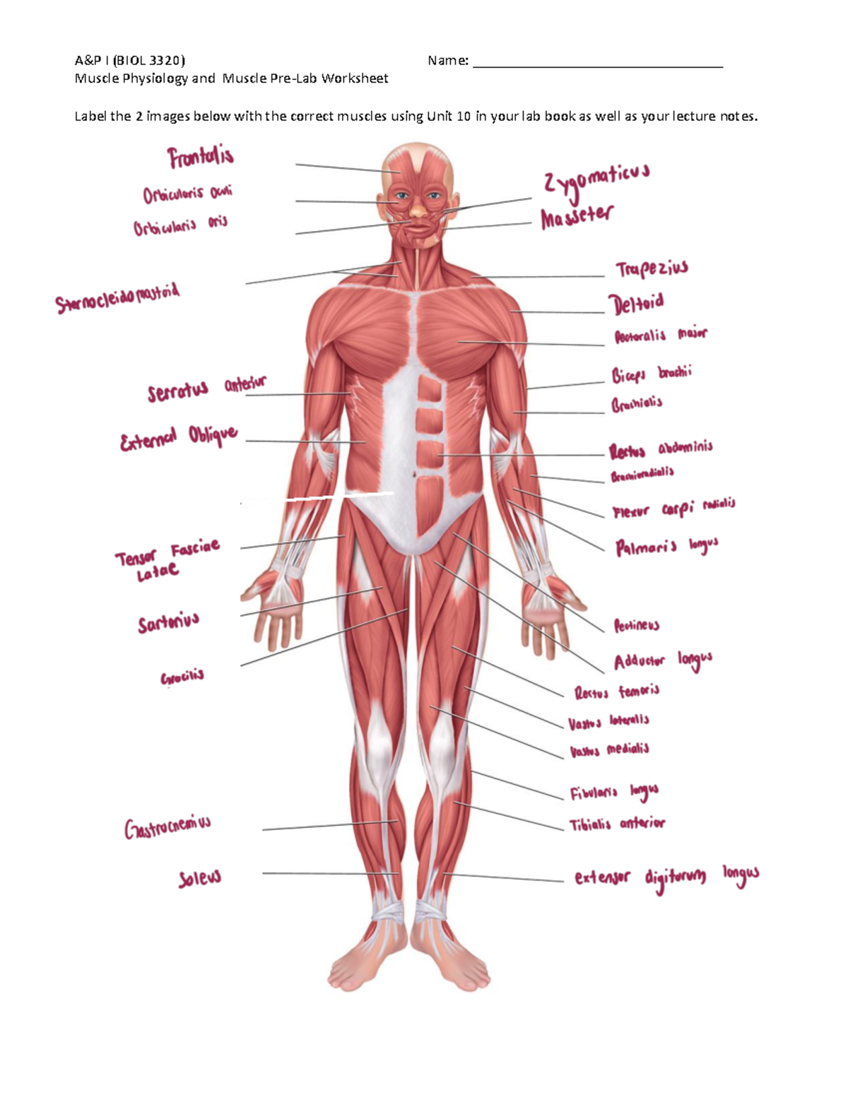 Prelab+5++Muscle+Physiology+and+Muscular+System - Muscle Physiology and ...