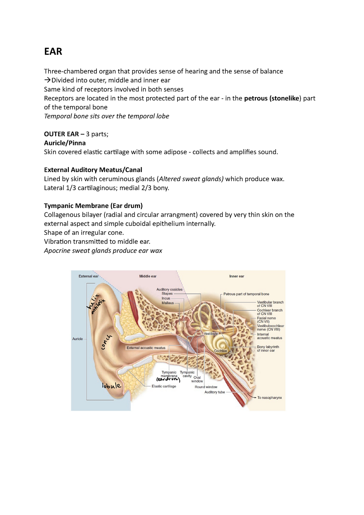 Ear Lecture Notes Ear Micro Ear Three Chambered Organ That Provides Sense Of Hearing And 