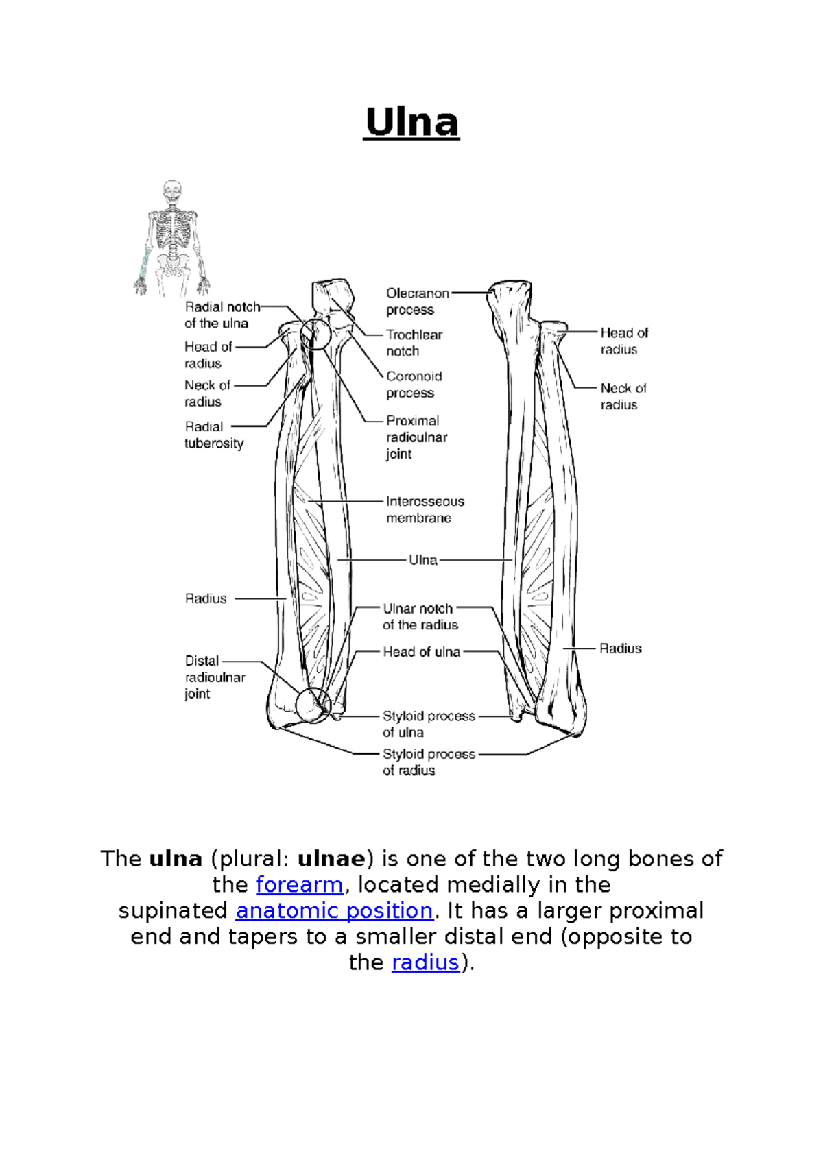 forearm-bones-ulna-ulna-the-ulna-plural-ulnae-is-one-of-the-two