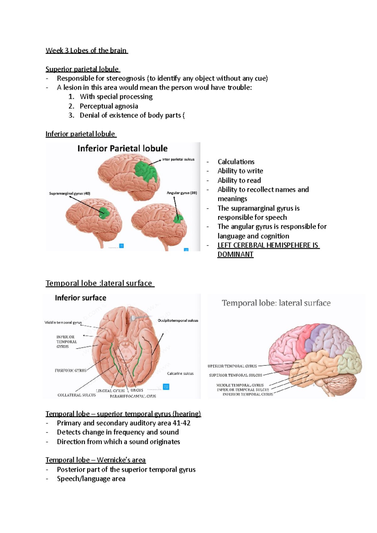 Week 3 Lobes of the brain - Week 3 Lobes of the brain Superior parietal ...