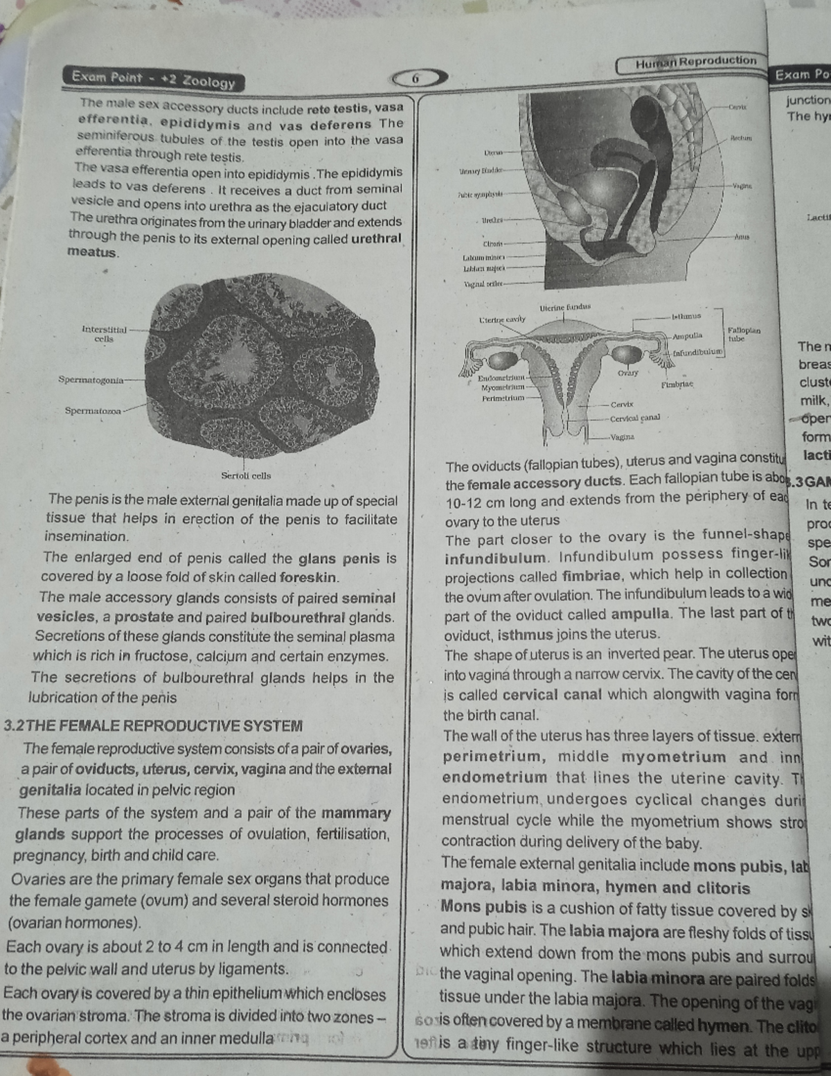 Human reproduction 2 - Zoology - Studocu