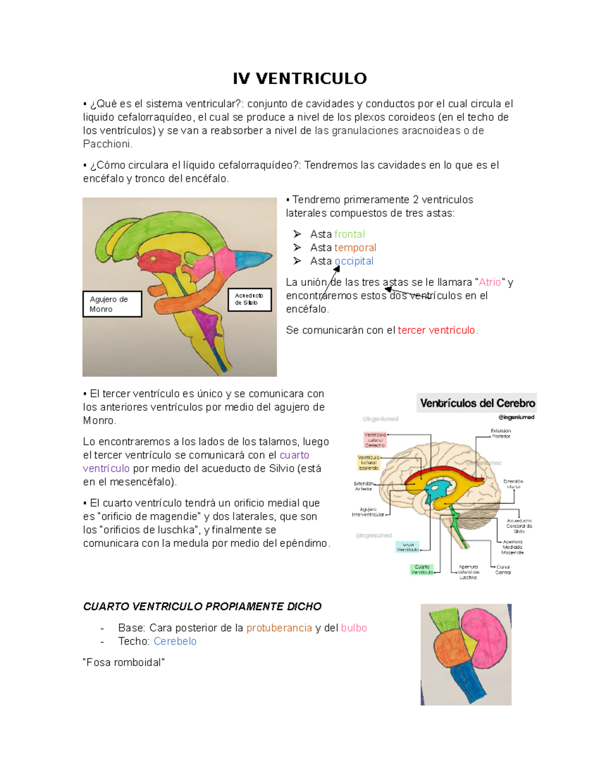 IV Ventriculo - IV VENTRICULO ¿Qué es el sistema ventricular?: conjunto ...