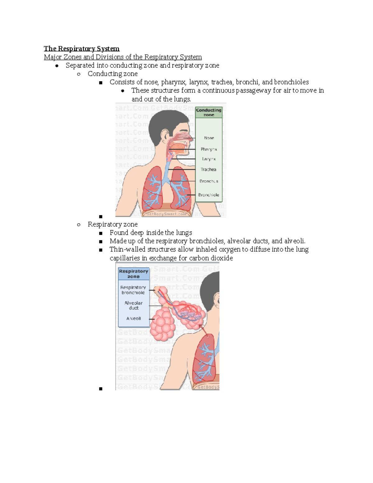 Respiratory System Notes anatomy - The Respiratory System Major Zones ...