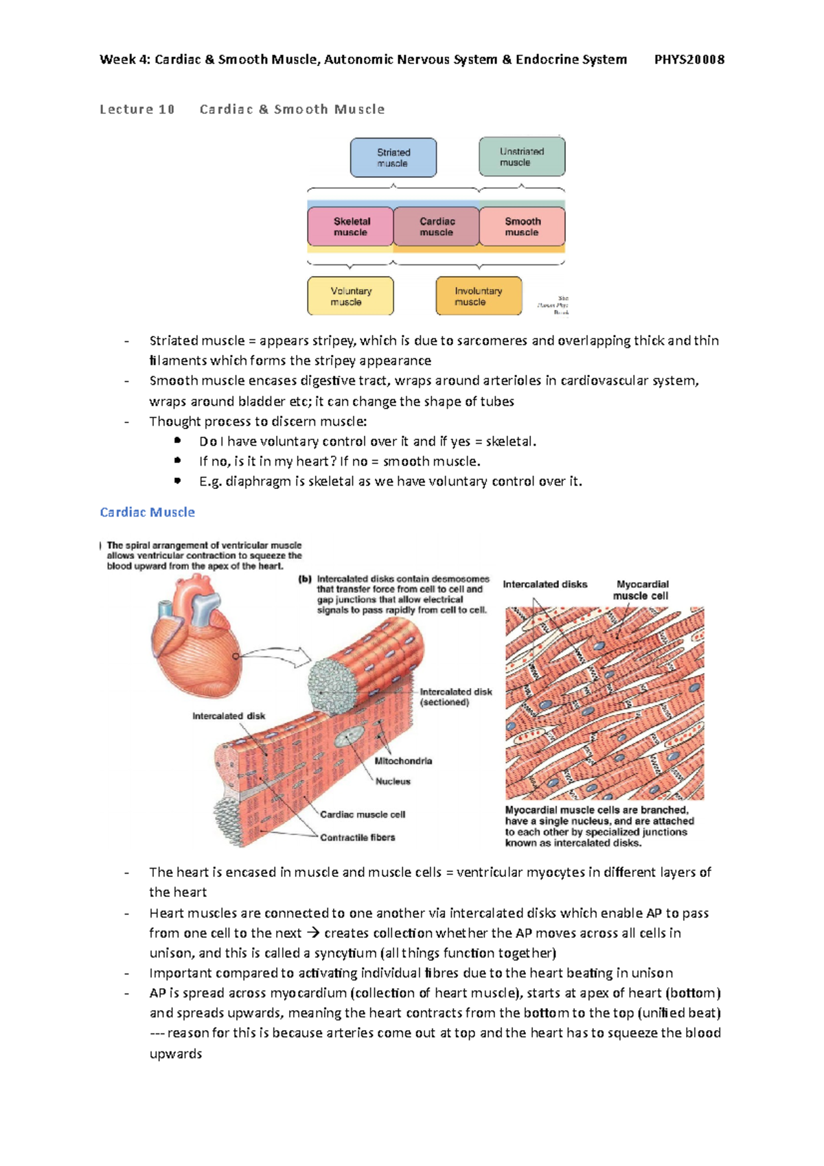 Lecture 10 - Cardiac & Smooth Muscle - Lecture 10 Cardiac & Smooth ...