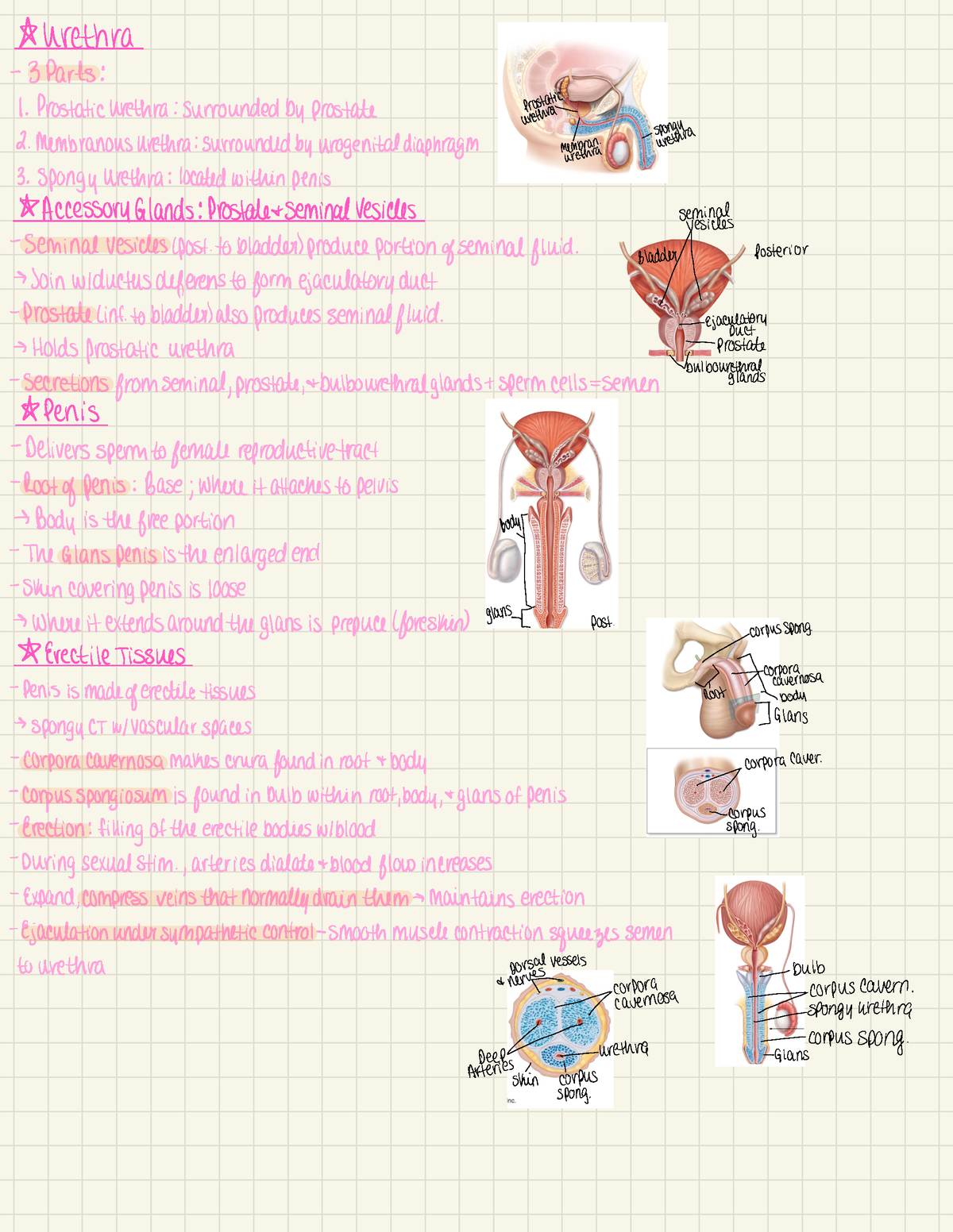 Urinary 5 - Notes about each part of the female and male reproductive ...