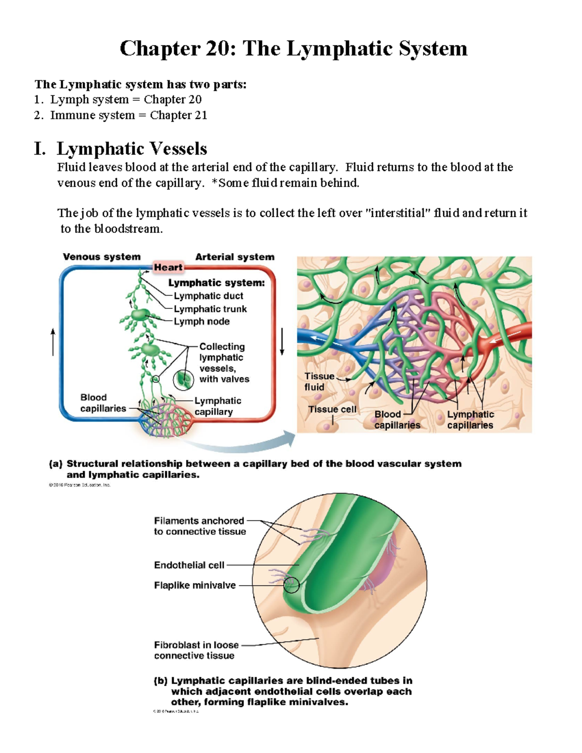 Marieb Chapter 20 - Summer Semester 2022 - Chapter 20: The Lymphatic ...