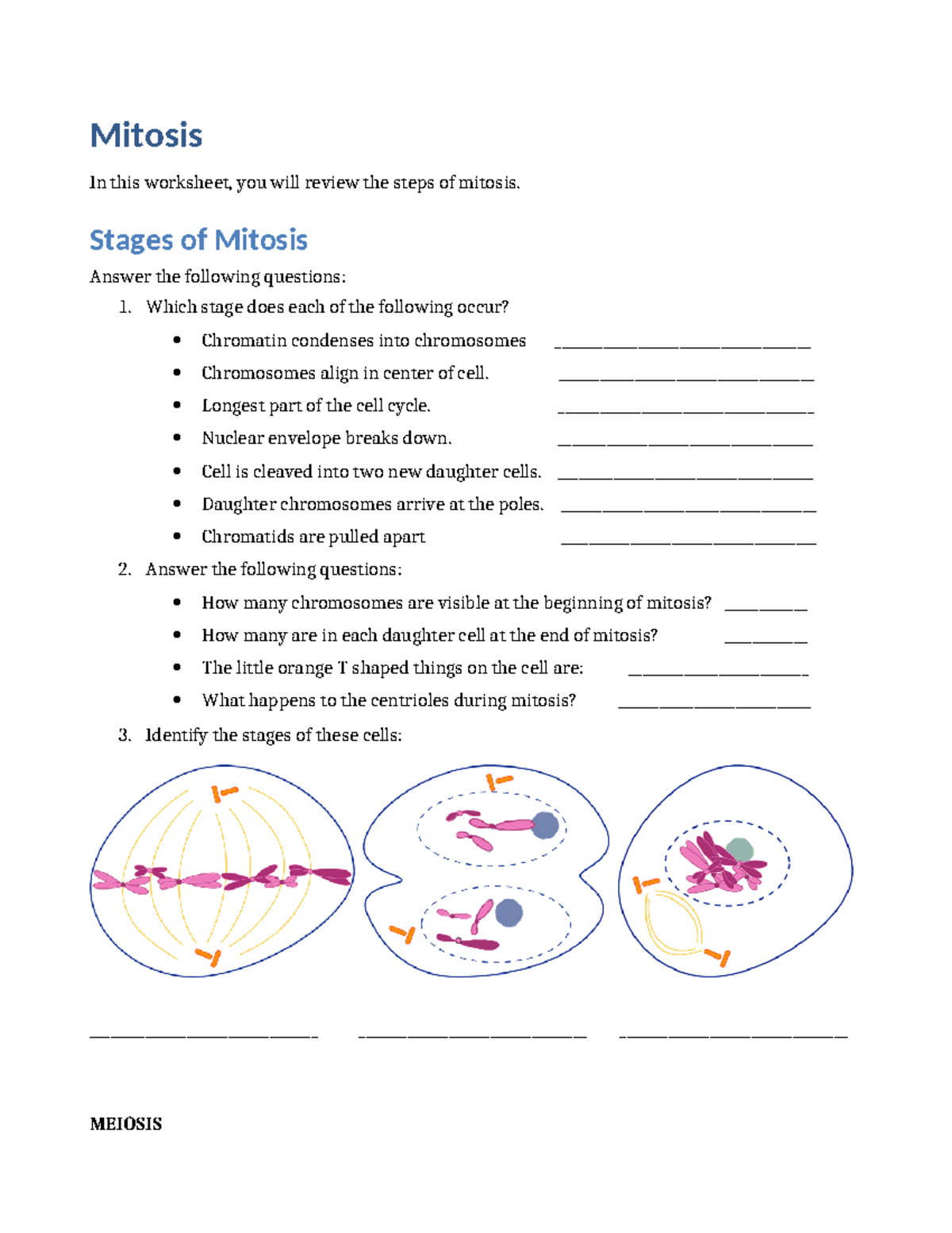 Mitosis Worksheet - Mitosis In this worksheet, you will review the ...