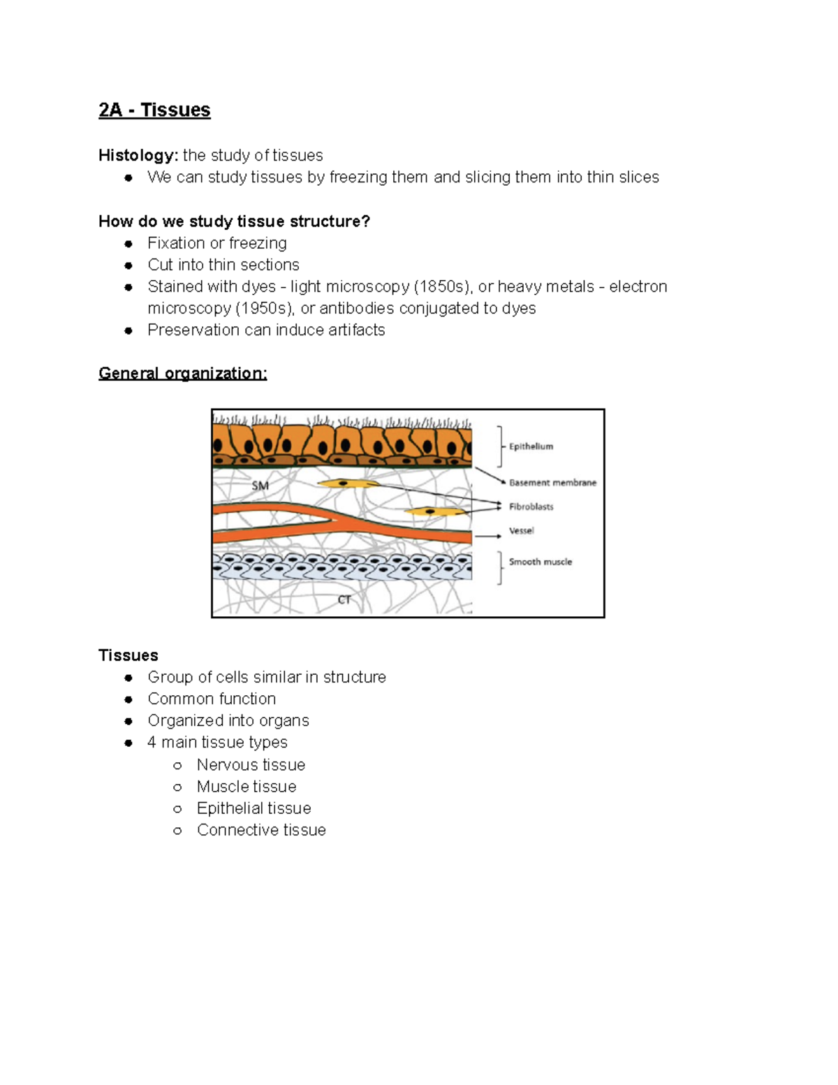 2A - Tissues - Lecture notes - 2A - Tissues Histology: the study of ...